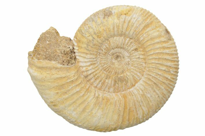 Jurassic Ammonite (Perisphinctes) Fossil - Madagascar #218812